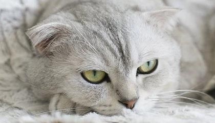 巴音郭楞蒙古高价上海医保提取2025的最新政策(2025年巴音郭楞蒙古上海医保怎么提取现金分享)